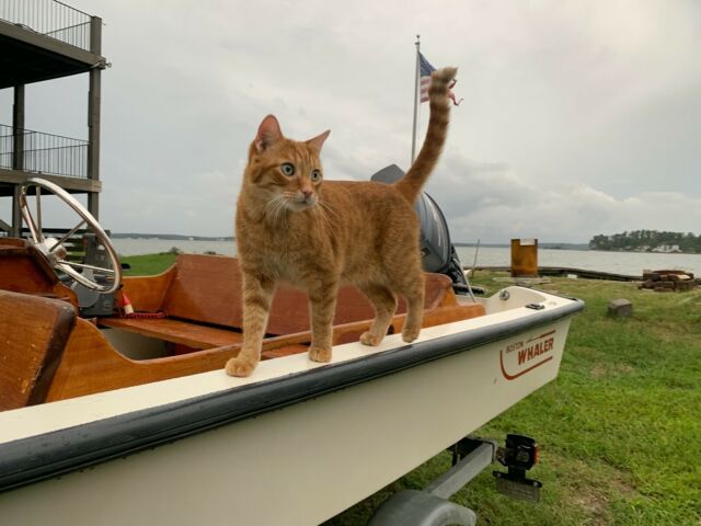 1989 Boston Whaler 150 Sport